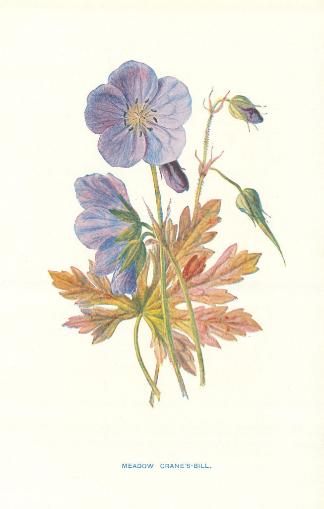 Meadow Crane's Bill. Wild Flowers by Frederick Edward Hulme c1895 old print